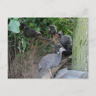 baby guineas keets sitta i träd vykort