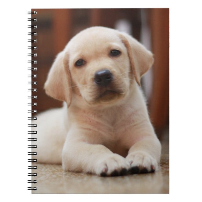 Baby Gult Labrador Puppy-Hund om Belly Anteckningsbok Med Spiral (Framsidan)
