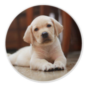 Baby Gult Labrador Puppy-Hund om Belly Knopp