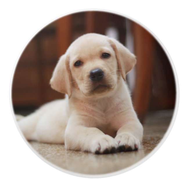 Baby Gult Labrador Puppy-Hund om Belly Knopp (Framsidan)