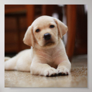 Baby Gult Labrador Puppy-Hund om Belly Poster