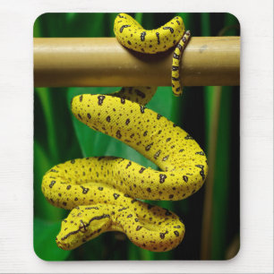 Baby Gult Phase Grönt Träd Python Snake Musmatta