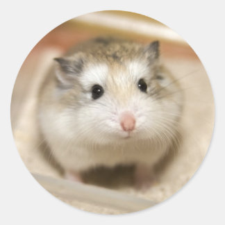 Baby Hamster Stare Runt Klistermärke