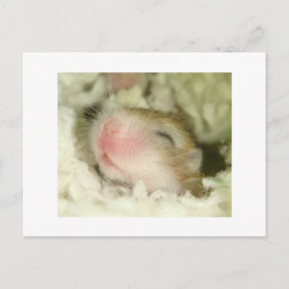 Baby Hamster Vykort