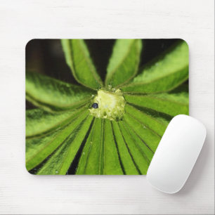 Baby Handflatan Plant av Shirley Taylor Musmatta