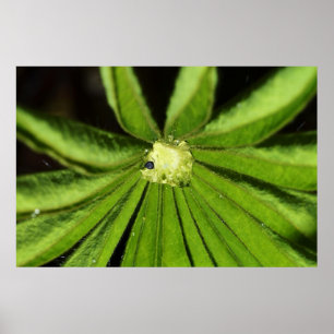 Baby Handflatan Plant av Shirley Taylor Poster