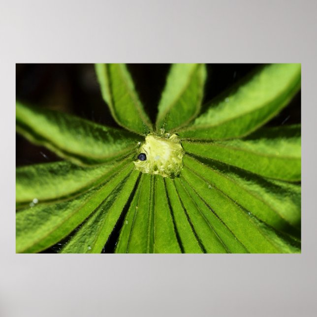 Baby Handflatan Plant av Shirley Taylor Poster (Framsidan)