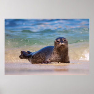 Baby Harbor Seal i Vatten Poster