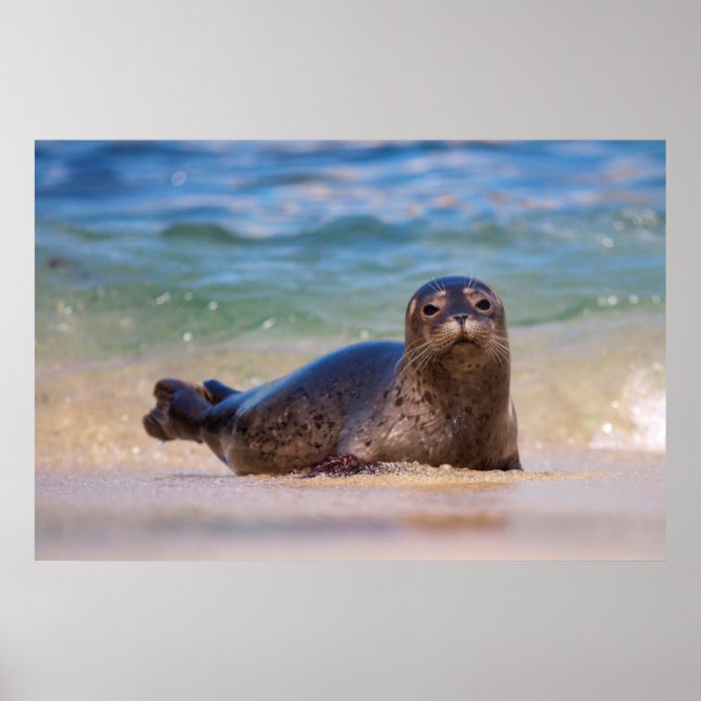 Baby Harbor Seal i Vatten Poster (Framsidan)
