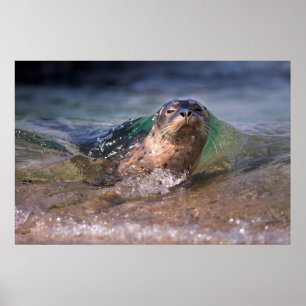 Baby Harbour Seal Poster