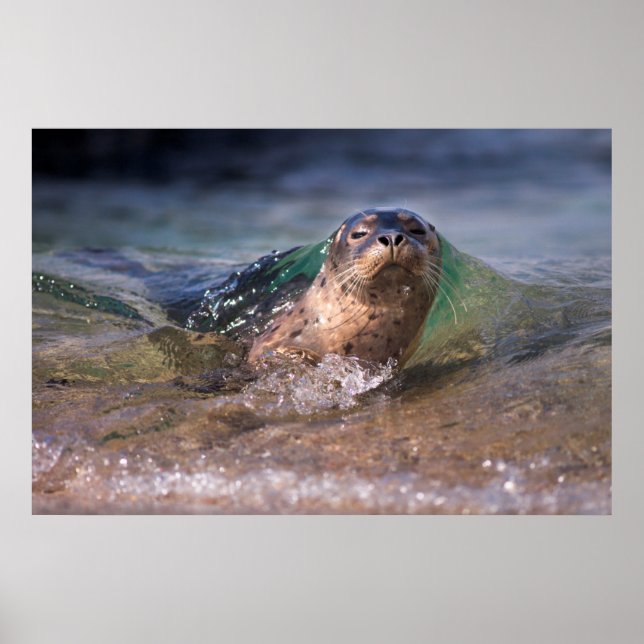 Baby Harbour Seal Poster (Framsidan)