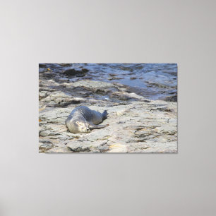 Baby Harbour Seal, Pub Harbour, Maine Canvastryck