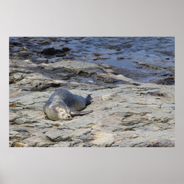 Baby Harbour Seal, Pub Harbour, Maine Poster (Framsidan)