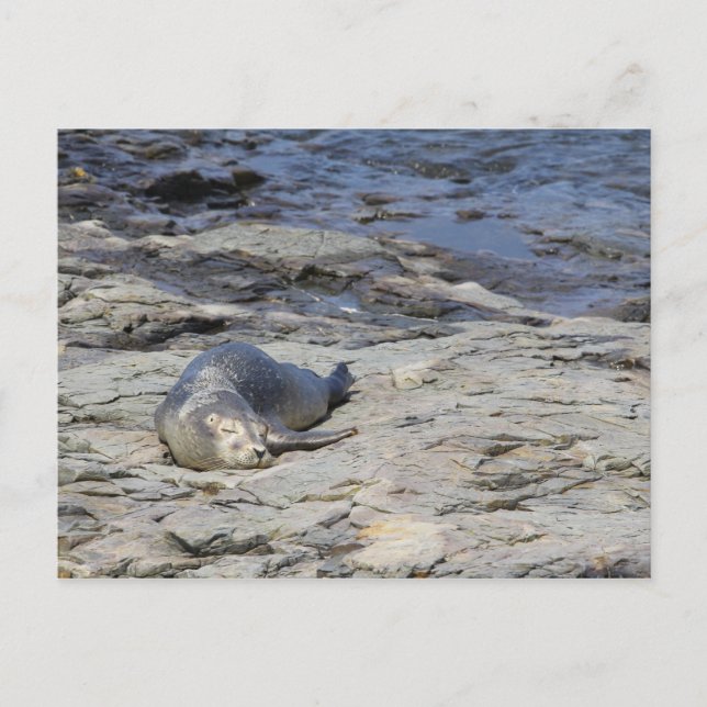 Baby Harbour Seal, Pub Harbour, Maine Vykort (Framsida)
