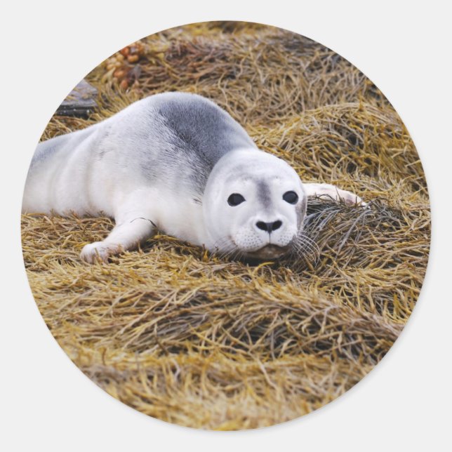 Baby Harbour Seal Stickers Runt Klistermärke (Framsida)