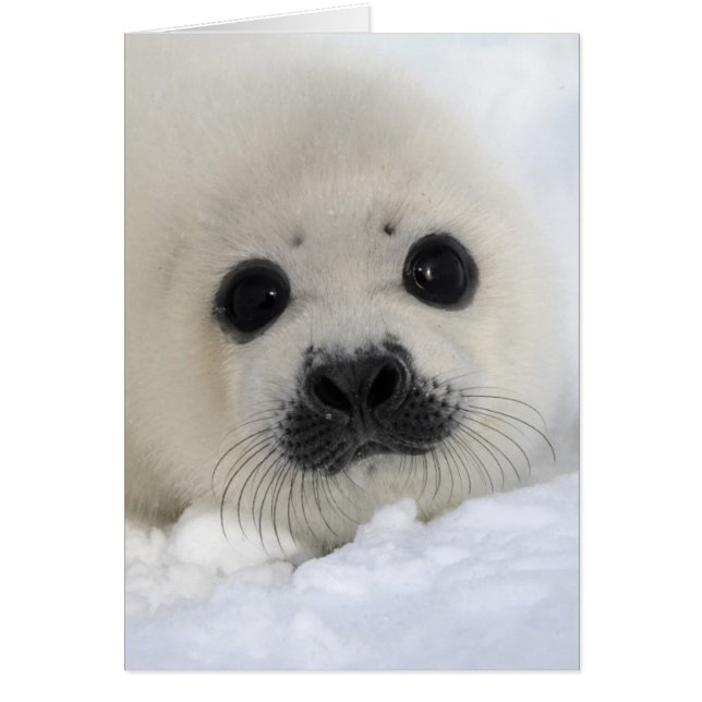 Baby Harp Seal Hälsningskort (Framsidan)