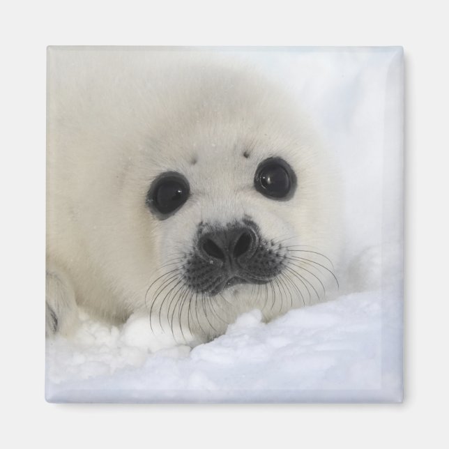 Baby Harp Seal Magnet (Framsidan)