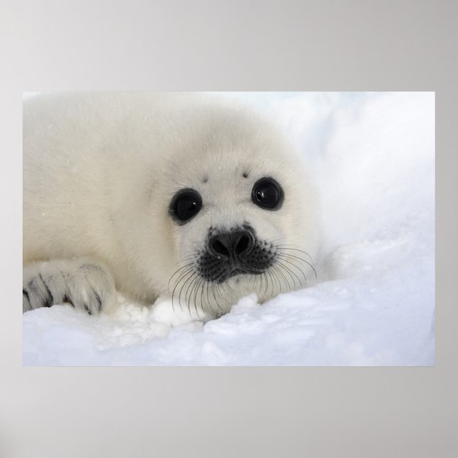 Baby Harp Seal Poster (Framsidan)