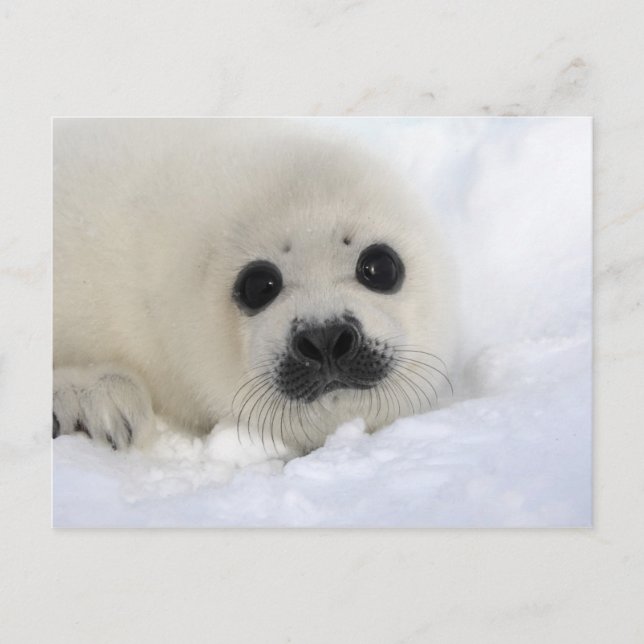 Baby Harp Seal Vykort (Framsida)
