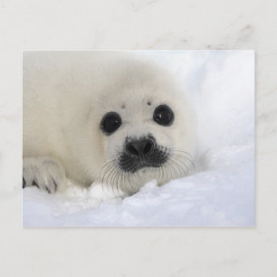 Baby Harp Seal Vykort