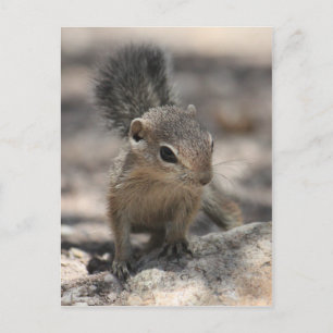 Baby Harris' Antelope Squirrel Vykort