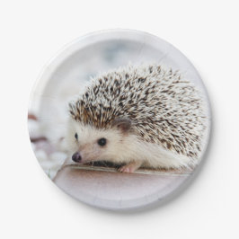 Baby Hedgehog