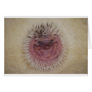 Baby Hedgehog Boll Hälsningskort