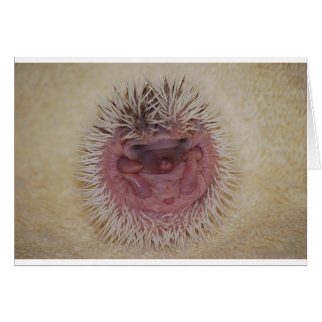 Baby Hedgehog Boll Hälsningskort (Framsidan Horizontal)