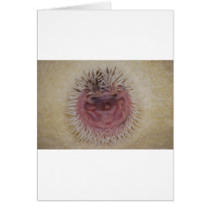 Baby Hedgehog Boll Hälsningskort