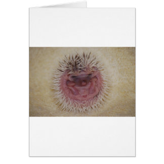 Baby Hedgehog Boll Hälsningskort