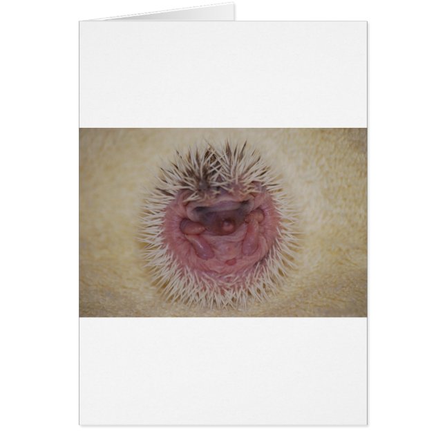 Baby Hedgehog Boll Hälsningskort (Framsidan)