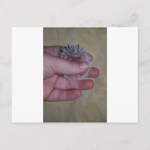Baby Hedgehog i Hand Vykort