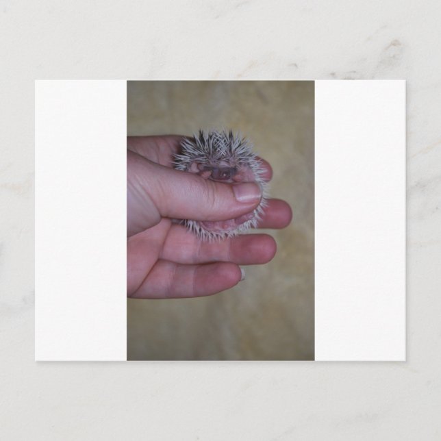 Baby Hedgehog i Hand Vykort (Framsida)