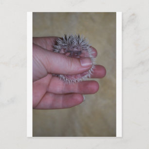 Baby Hedgehog i Hand Vykort
