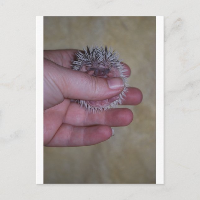 Baby Hedgehog i Hand Vykort (Framsida)