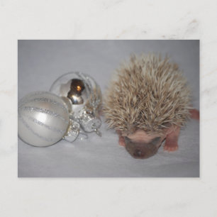 Baby Hedgehog julkort Helg Vykort