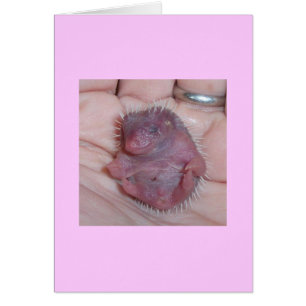 baby-hedgehog-kort hälsningskort