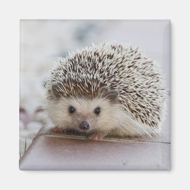 Baby hedgehog magnet (Framsidan)