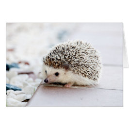 Baby Hedgehog OBS Kort
