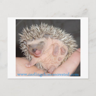 Baby hedgehog Postcard Vykort