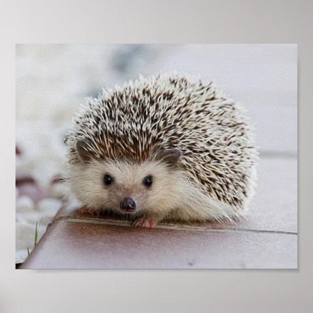 Baby hedgehog poster (Framsidan)