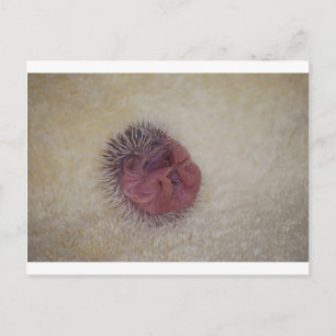 Baby Hedgehog Vykort