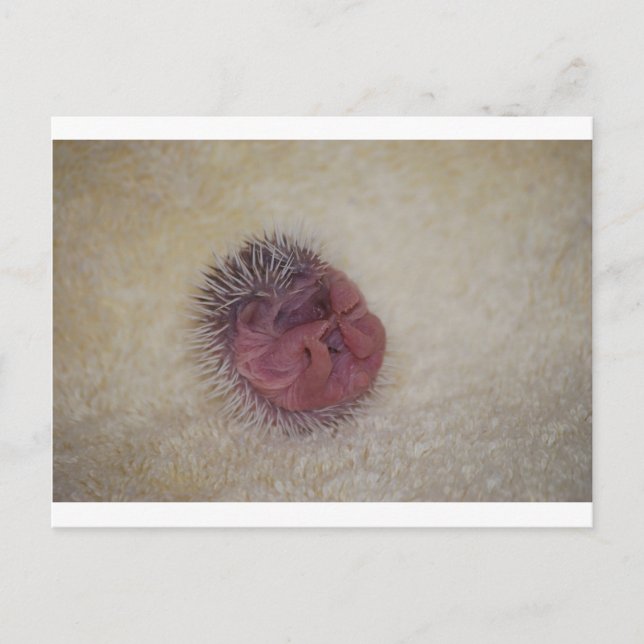 Baby Hedgehog Vykort (Framsida)