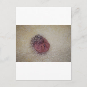 Baby Hedgehog Vykort