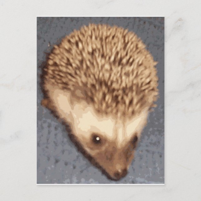 baby hedgehog vykort (Framsida)