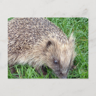 Baby Hedgehog-vykort Vykort