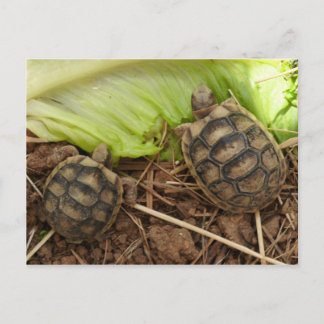 Baby Hermans Tortoises Vykort
