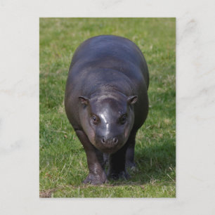 Baby Hippo-vykort Vykort