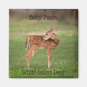 Baby Hjort Fawn med vita fläckar Magnet