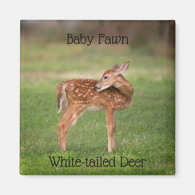 Baby Hjort Fawn med vita fläckar Magnet (Framsidan)